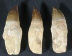 Lot - Fossil Mosasaur Teeth With Composite Roots #39208-1
